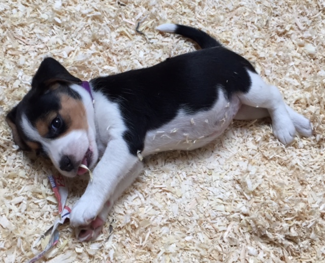beagle pup 7 weken